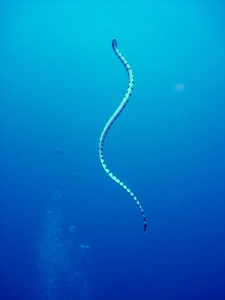 Beaked Sea Snake - Ular Laut