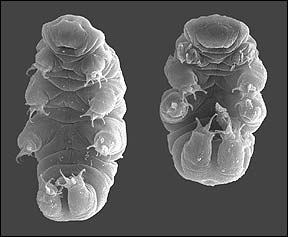 Larva tardigrades